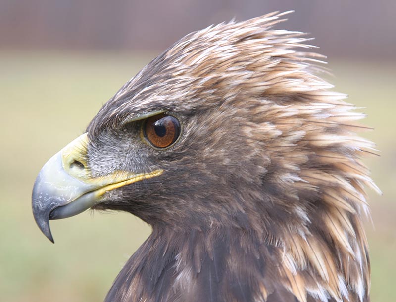 Golden Eagles