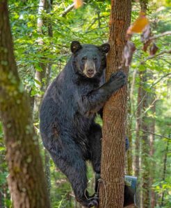 Black Bear