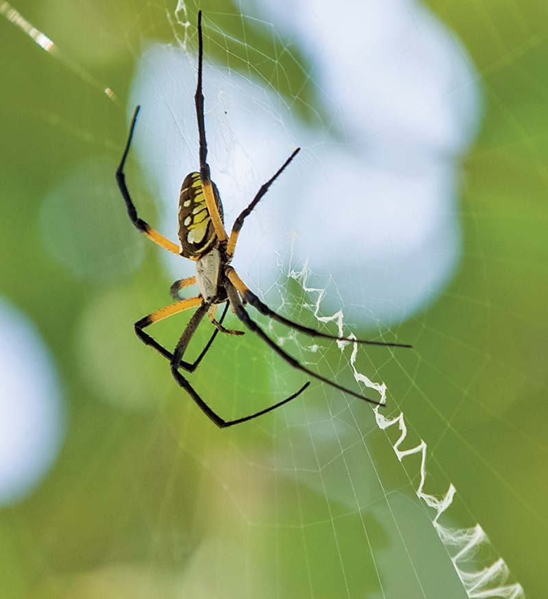 Orb-weaver