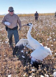 Oklahoma Game Warden Jeremy Brothers approaches the injured whooping crane that later died due to its injuries