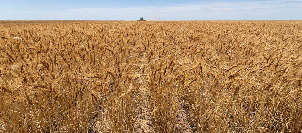 On the western side of Oklahoma, winter wheat outcome looks devastating