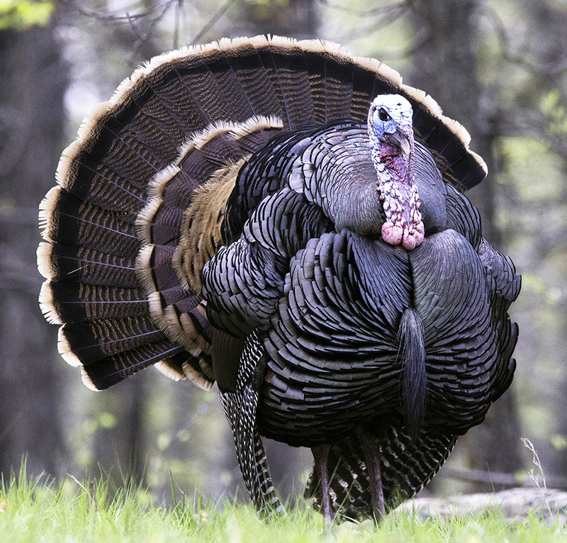 An Osage County tom struts on a wooded hilltop