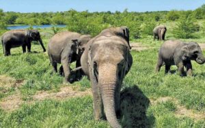 The Endangered Ark Foundation is home to a herd of about 20 endangered Asian elephants.